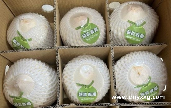 近22吨越南新鲜椰子通过北仑二号口岸出口中国市场