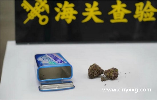 广东深圳湾海关查获进境旅客利用口香糖盒藏匿大麻1.3克